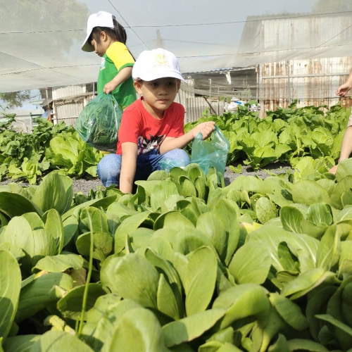 Bé trải nghiệm thu hoạch vườn rau