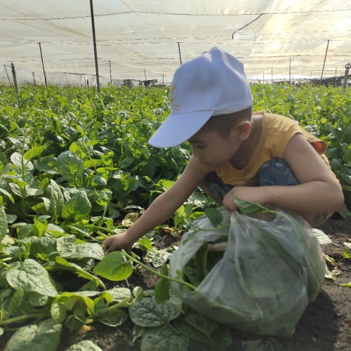 Bé trải nghiệm thu hoạch vườn rau