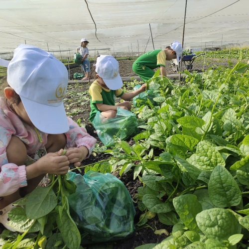 Bé trải nghiệm thu hoạch vườn rau