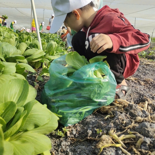 Bé trải nghiệm thu hoạch vườn rau