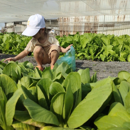 Bé trải nghiệm thu hoạch vườn rau