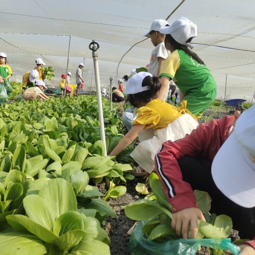 Bé trải nghiệm thu hoạch vườn rau