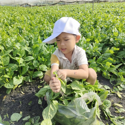 Bé trải nghiệm thu hoạch vườn rau