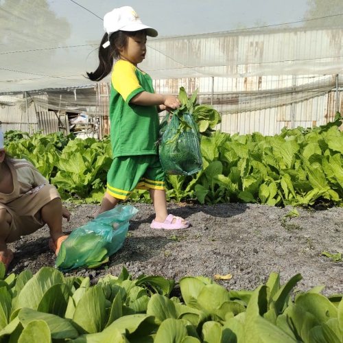 Bé trải nghiệm thu hoạch vườn rau