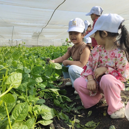 Bé trải nghiệm thu hoạch vườn rau