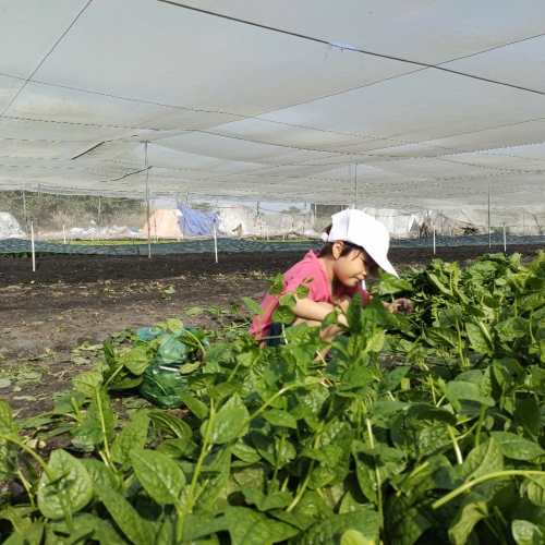 Bé trải nghiệm thu hoạch vườn rau