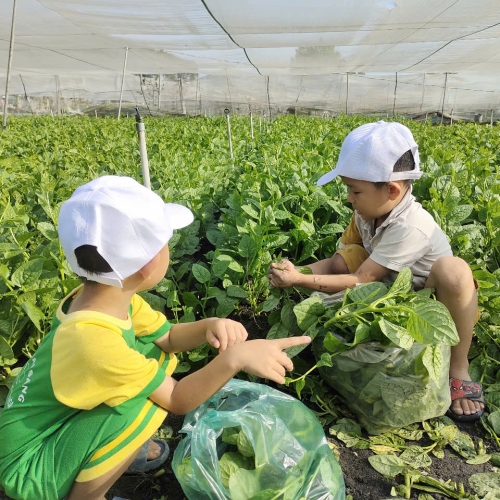 Bé trải nghiệm thu hoạch vườn rau
