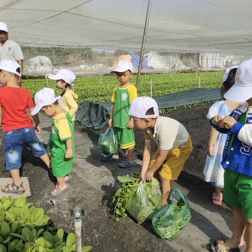 Bé trải nghiệm thu hoạch vườn rau