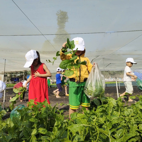 Bé trải nghiệm thu hoạch vườn rau