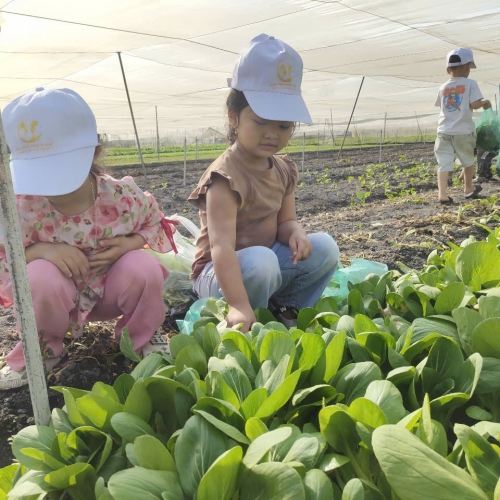 Bé trải nghiệm thu hoạch vườn rau