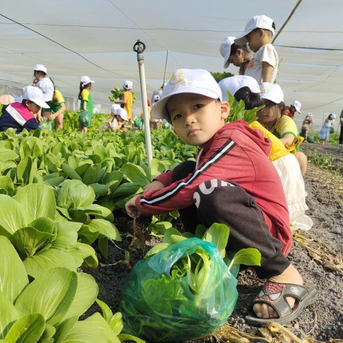 Bé trải nghiệm thu hoạch vườn rau