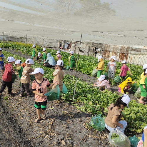 Bé trải nghiệm thu hoạch vườn rau