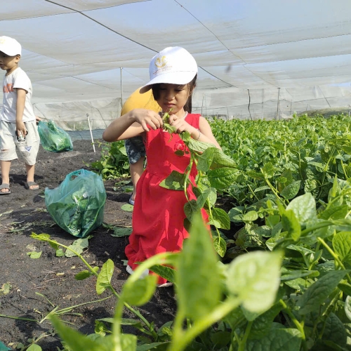 Bé trải nghiệm thu hoạch vườn rau