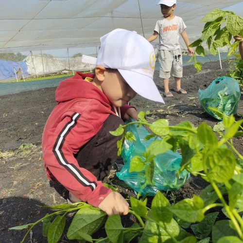Bé trải nghiệm thu hoạch vườn rau