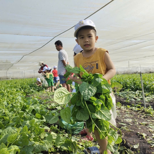 Bé trải nghiệm thu hoạch vườn rau