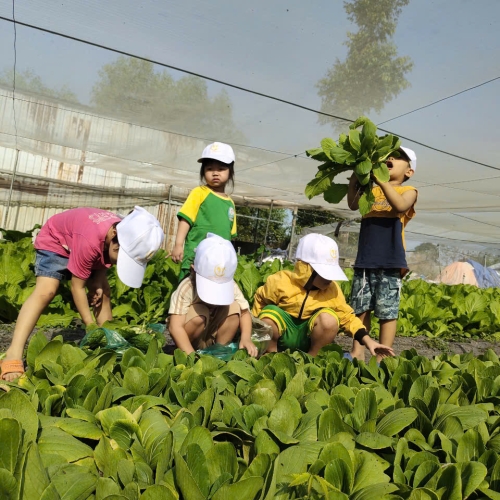 Bé trải nghiệm thu hoạch vườn rau