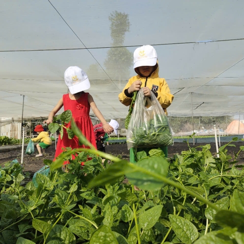 Bé trải nghiệm thu hoạch vườn rau