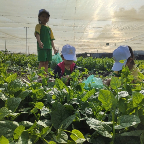 Bé trải nghiệm thu hoạch vườn rau