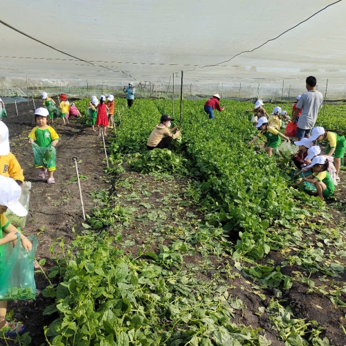 Bé trải nghiệm thu hoạch vườn rau